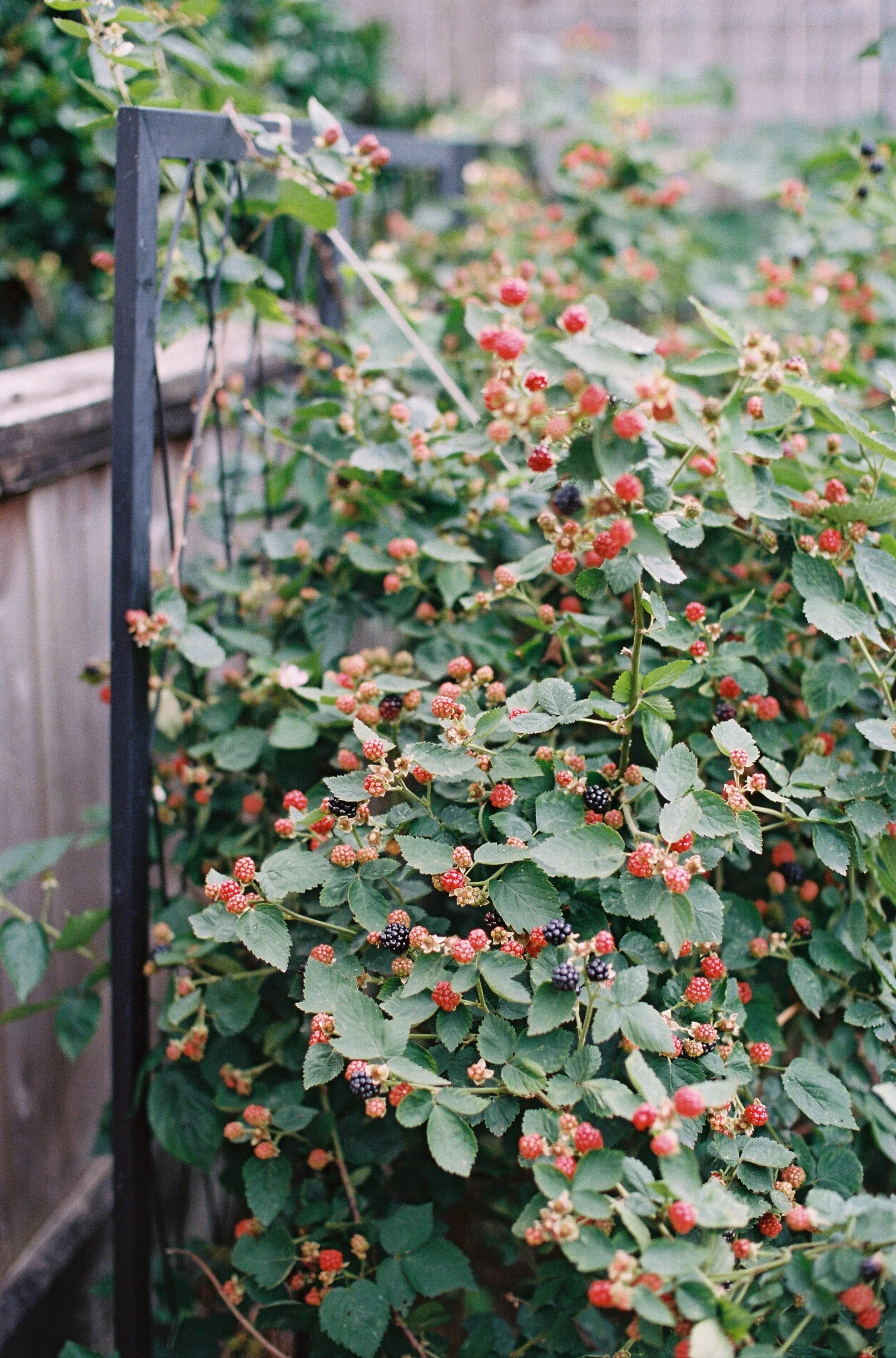 Growing blackberries cheap